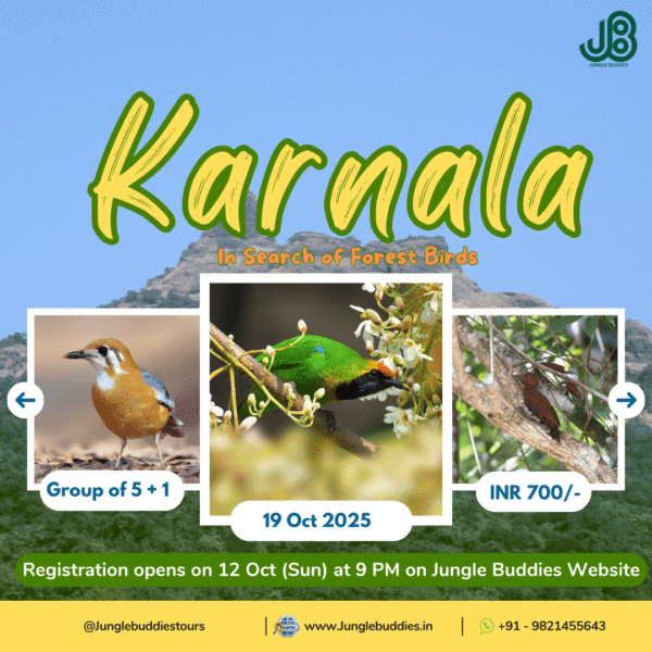 Jungle Buddies Tour for October 2025