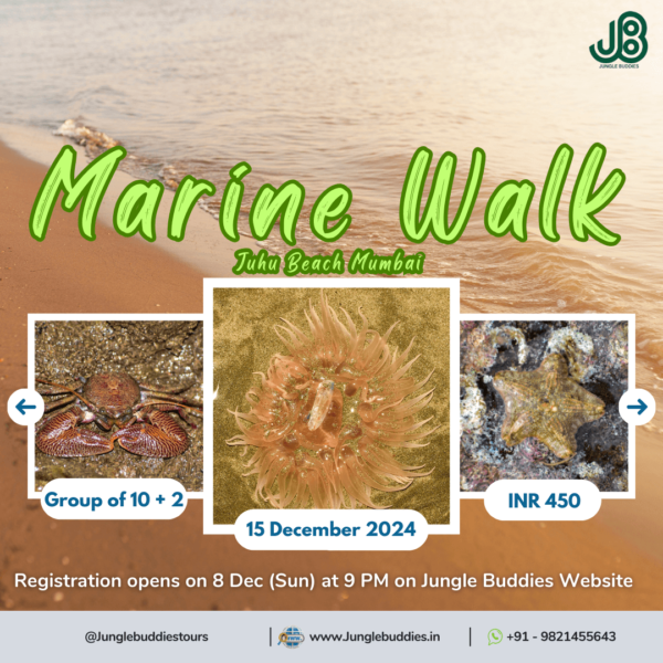 Marine Walk at Juhu Beach l Jungle Buddies Group Tour December 2024