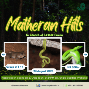 Matheran Herping by Jungle Buddies August 2025
