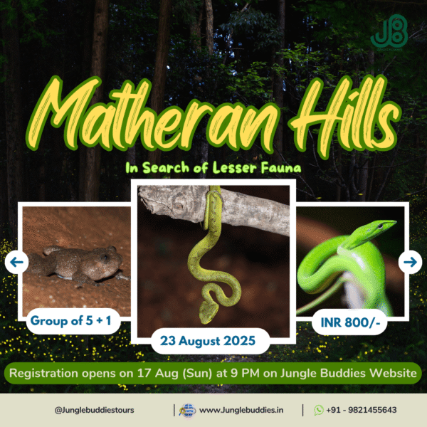 Matheran Herping by Jungle Buddies August 2025