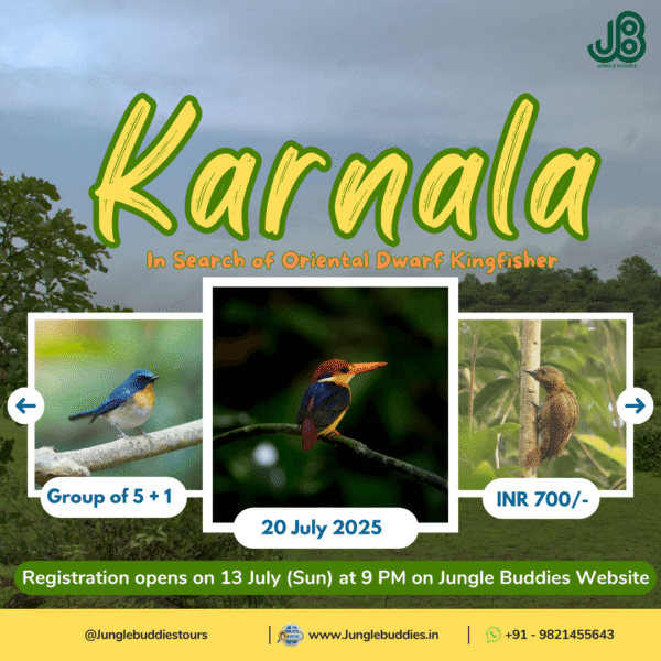 Monsoon Birding special - Karnala Bird Sanctuary