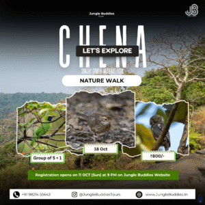 Mumbai Bird Watching Tour in October 2026 by Jungle Buddies Tours - Chena
