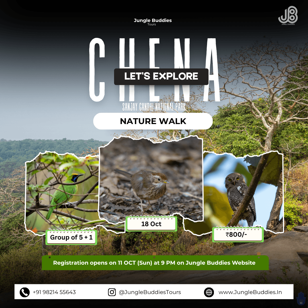 Mumbai Bird Watching Tour in October 2026 by Jungle Buddies Tours - Chena