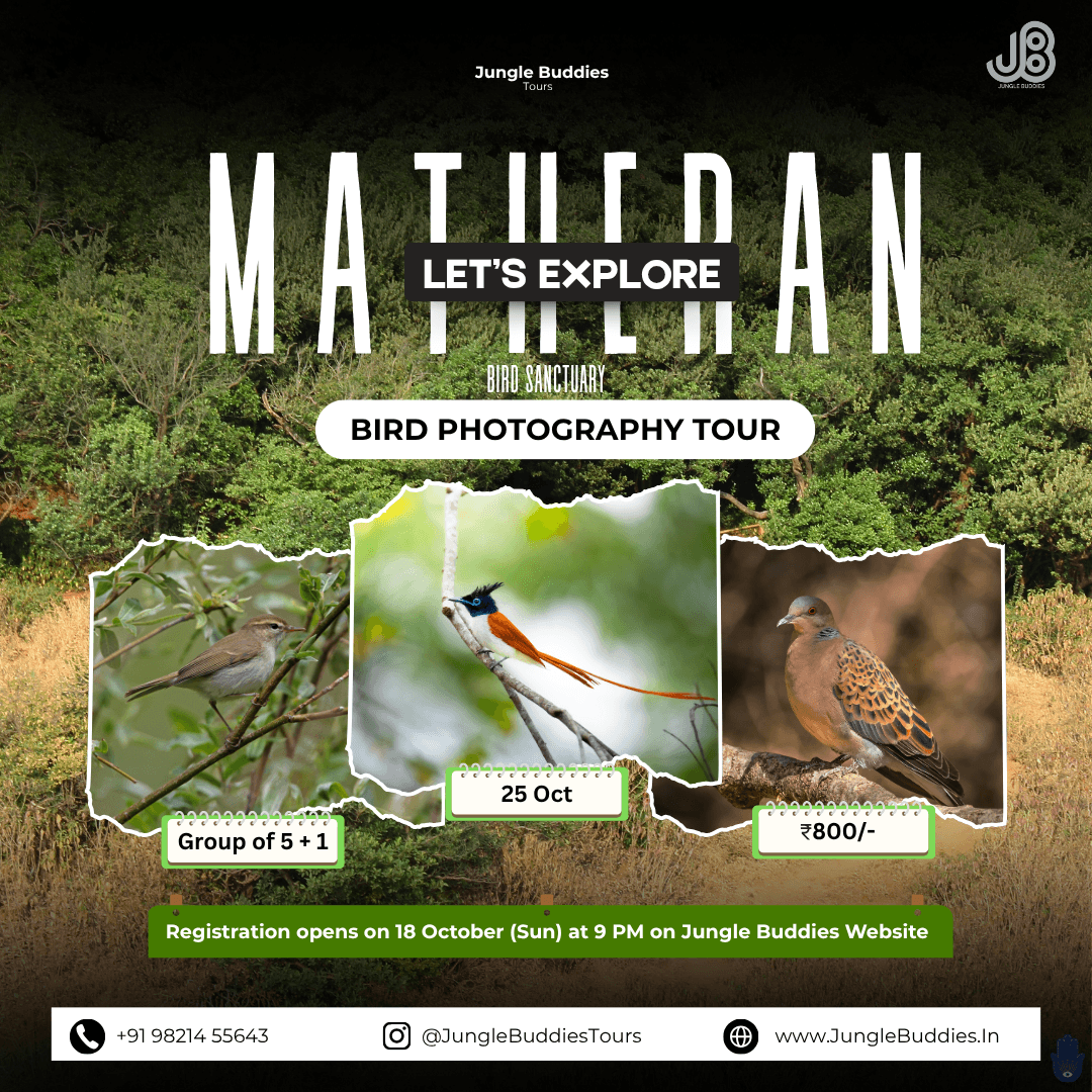 Mumbai Bird Watching Tour in October 2026 by Jungle Buddies Tours - Matheran Hills