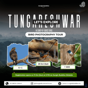 Mumbai Bird Watching Tour in October 2026 by Jungle Buddies Tours - Tungareshwar