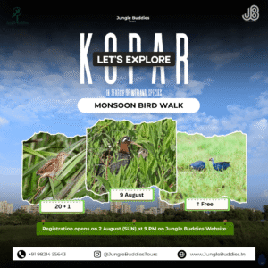 Bird watching in Mumbai in August 2026 at Kopar wetlands