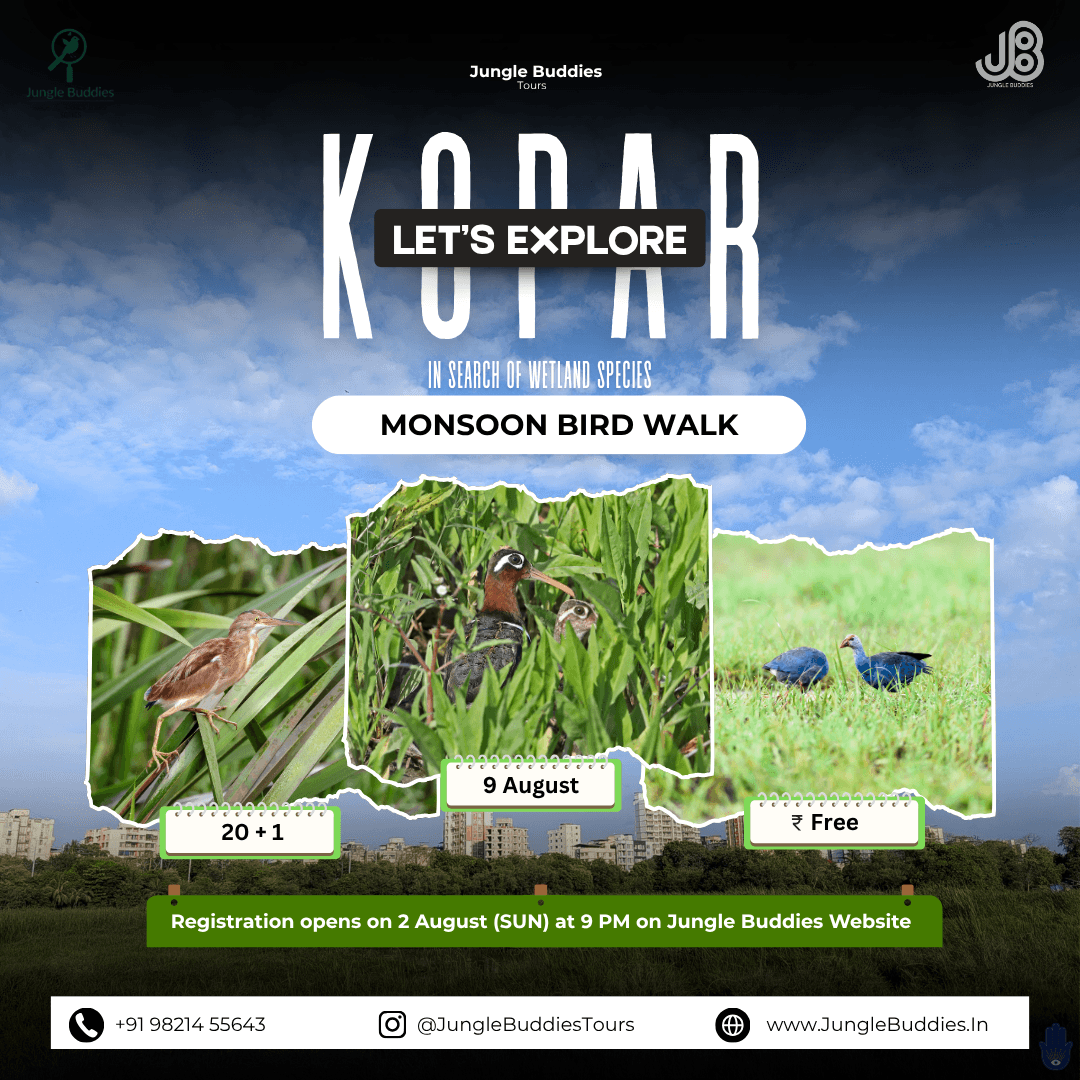 Bird watching in Mumbai in August 2026 at Kopar wetlands