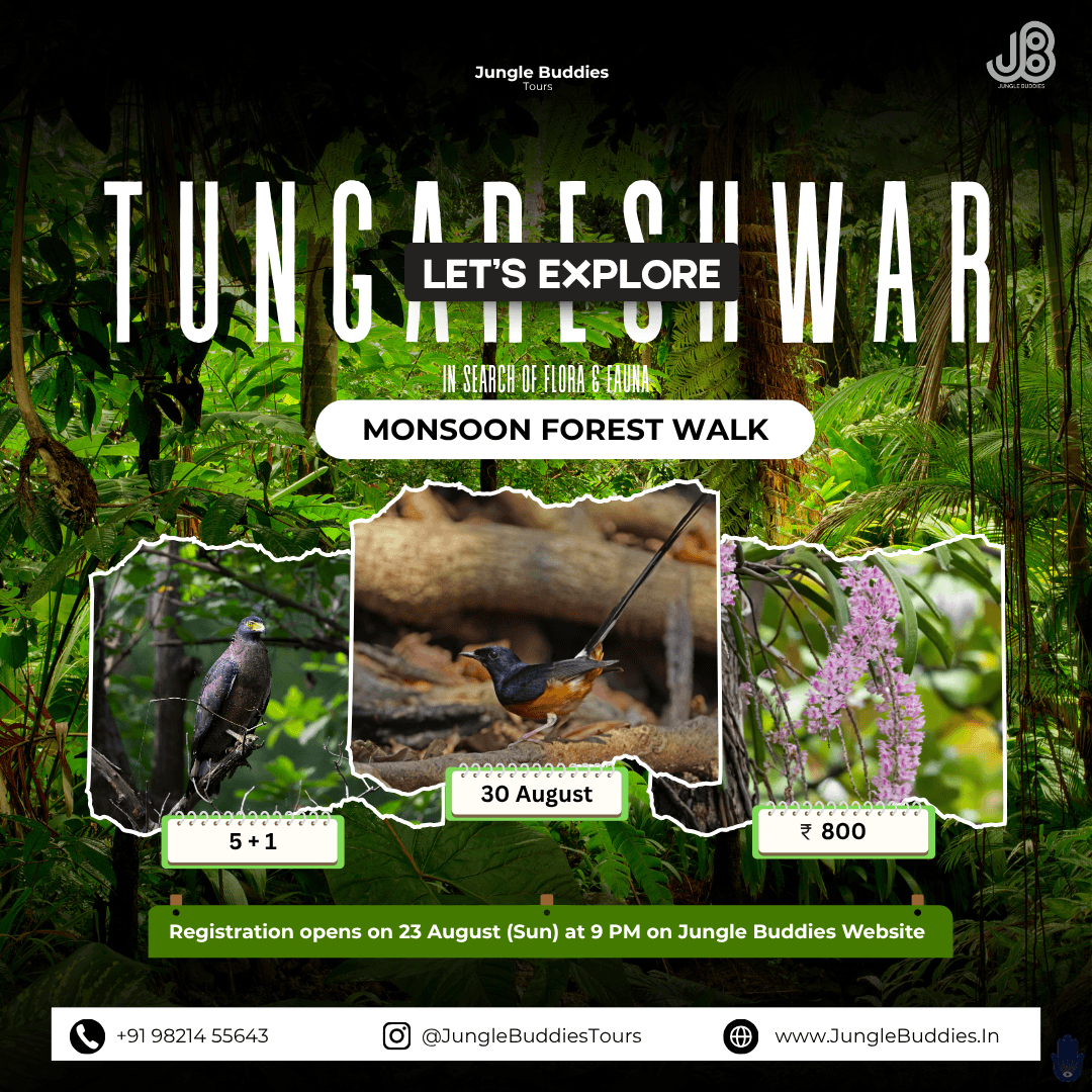 Bird watching in Mumbai in August 2026at Tungareshwar wildlife sanctuary