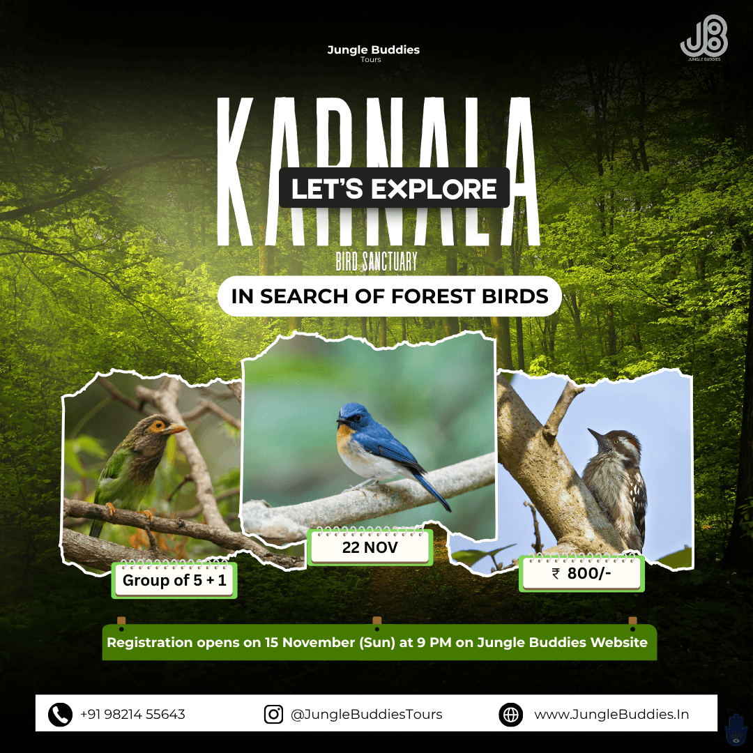 Mumbai Bird Watching tour by Jungle Buddies November 2026 - Karnala Bird Sanctuary