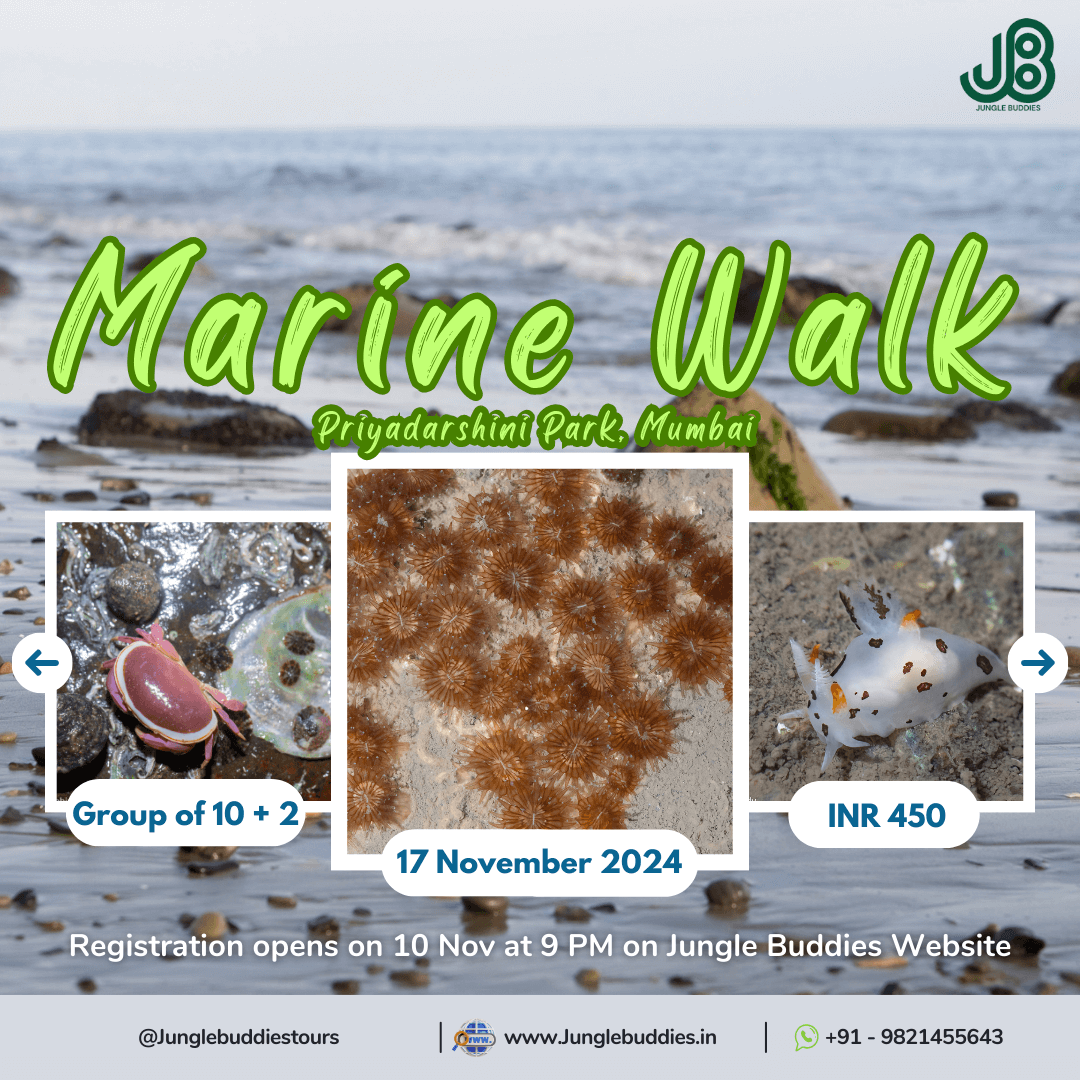 Mumbai Marine walk - Jungle Buddies Tours