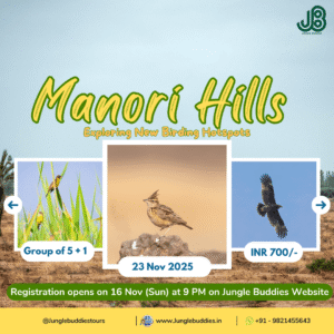 November 2025 Bird Walk by Jungle Buddies Tours