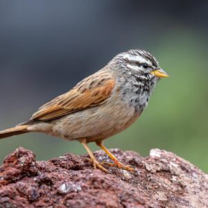 Striolated Bunting at Saswad