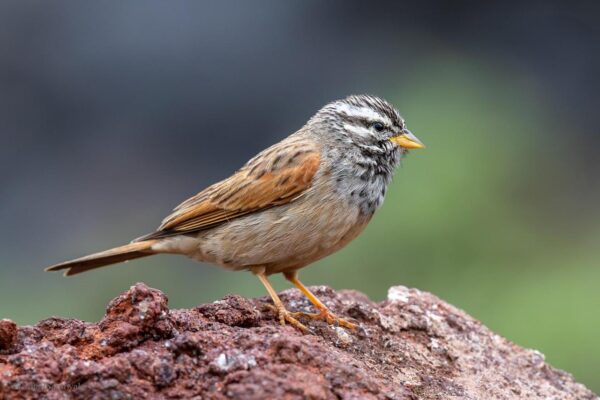 Striolated Bunting at Saswad