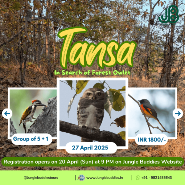 Tansa Sanctuary Birding Tours by Jungle Buddies l April 2025
