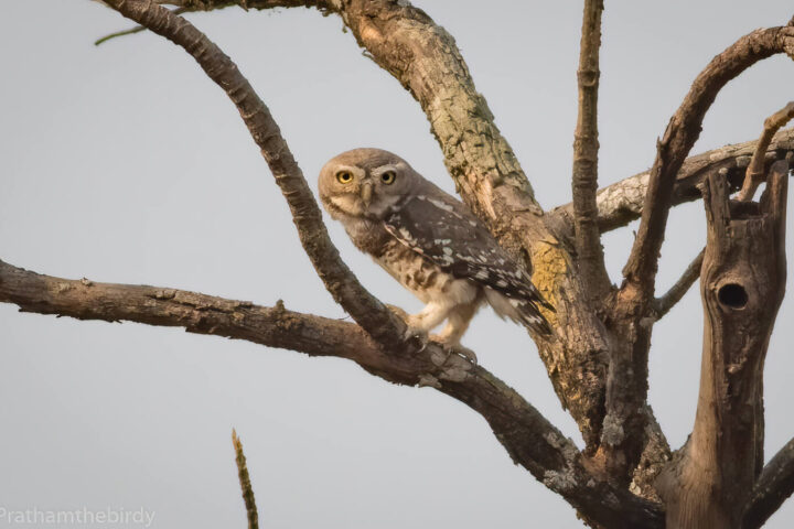 Forest Owlet