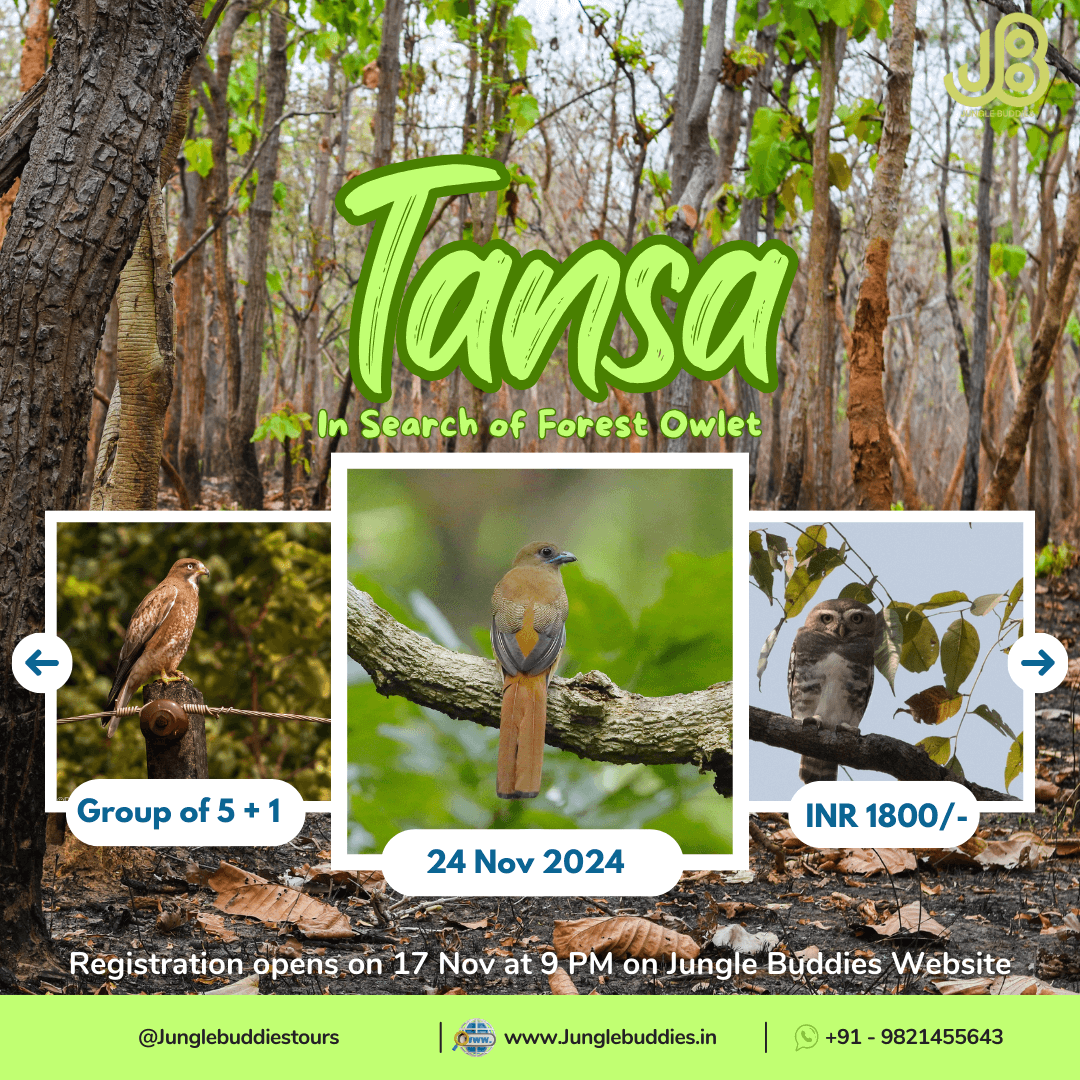 Tansa by Jungle Buddies Tours