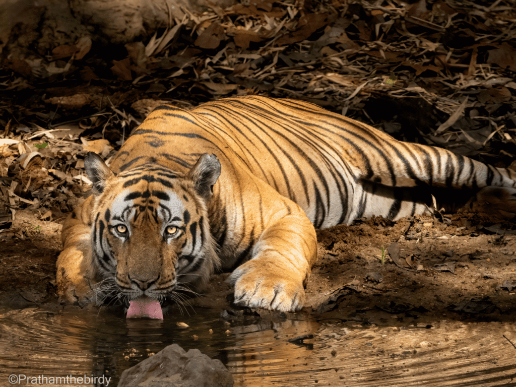 Tiger Safari Near Mumbai by Jungle Buddies Tours