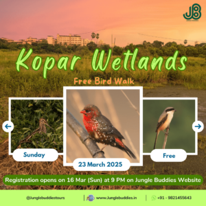 Free Bird Walk at Kopar wetlands