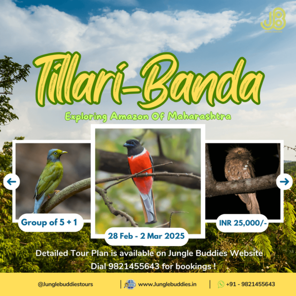 Endemic Bird Photography Tour to Tillari & Banda