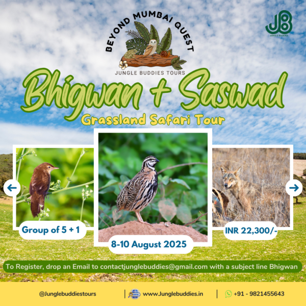 Bhigwan & Saswad Grassland Photography Tour