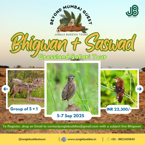 Bhigwan & Saswad Grassland Safari