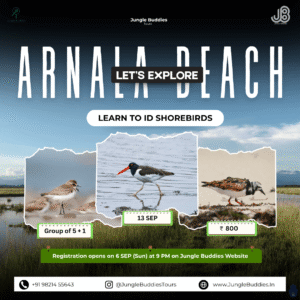 Wader Watch at Arnala Beach, Virar by Jungle Budies Tours l September 2026