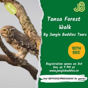 Tansa Forest Birding - Forest Owlet