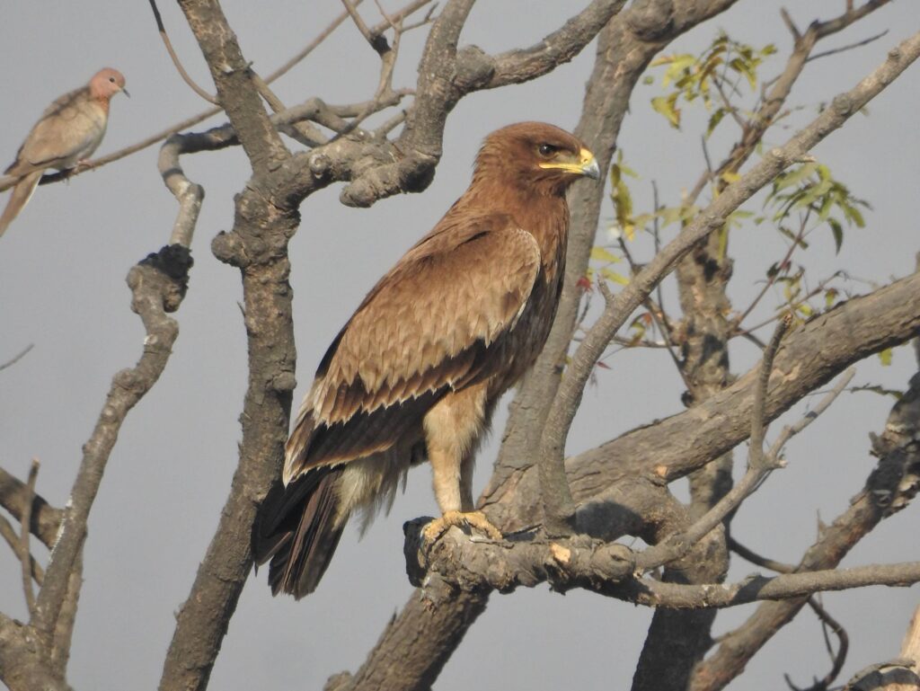 Indian Spotted Eagle at Haji Malang Birds of prey