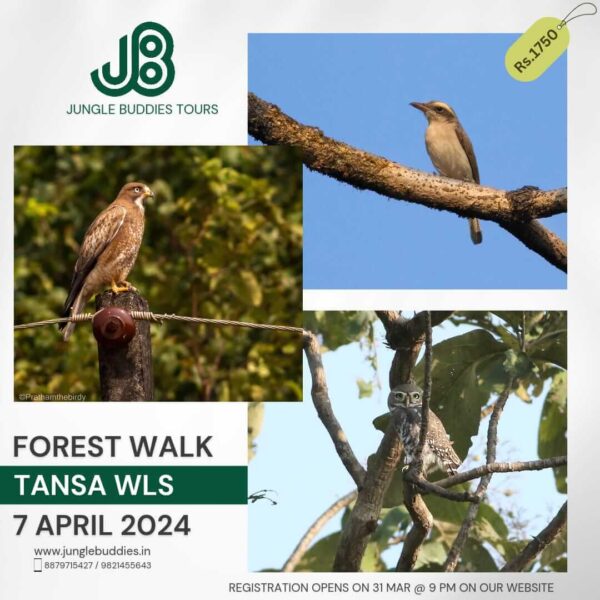 Birding at Tansa - Forest Owlet
